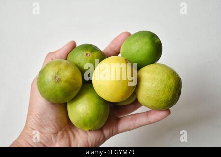 Diversi limoni verdi freschi tenuti in mano, che rappresentano freschezza, stile di vita sano, nutrizione biologica e vibrante energia agrumata. Verde naturale Foto Stock