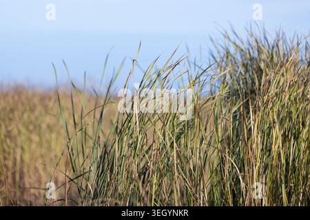 Primo piano di dune costiere battute dal vento con un cielo azzurro morbido e un orizzonte marino lontano, che trasmette calma, natura, consistenza e paesaggio costiero. Ideale per Foto Stock