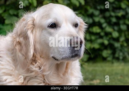 Primo piano ritratto della testa di un Golden Retriever color crema che riposa all'aperto Foto Stock