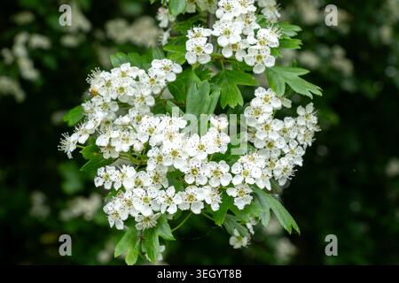 Primo piano dei fiori bianchi di biancospino che fioriscono su un ramo in primavera Foto Stock