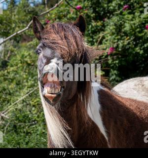 Divertente cavallo che mostra i suoi denti e sembra ridere in un ambiente rurale soleggiato Foto Stock