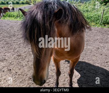 Cavallo bruno con una lunga criniera scura in piedi all'aperto in un soleggiato paddock rurale Foto Stock