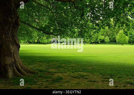 Grande albero ombreggiato in un parco verde soleggiato con panchine Foto Stock