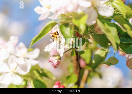 Fiore di mele impollinante con api a Spring Garden Foto Stock