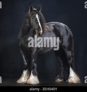 Ritratto giovanile maschile Gypsy Vanner Horse colt su sfondo nero Foto Stock