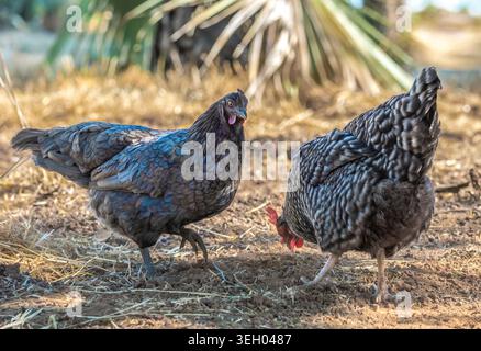 Galline di Cemani e di roccia grigia adulte nell'area franca Foto Stock