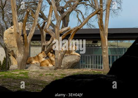 Cinque leoni sono sdraiati su rocce sotto gli alberi in un parco faunistico. La scena mostra i leoni che si rilassano insieme mentre un edificio si trova nel retro Foto Stock