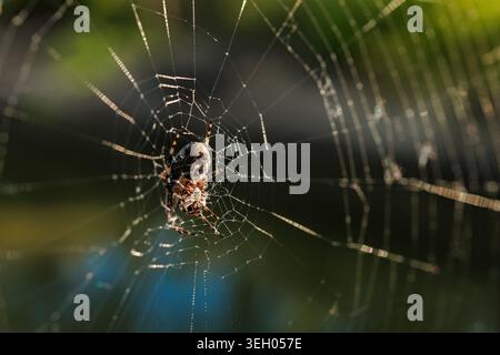Un ragno lavora sulla sua ragnatela in un giardino. Il nastro cattura la luce del mattino e mostra gocce di rugiada. L'ambiente è sereno con il verde sullo sfondo e così via Foto Stock