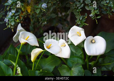 Fiori bianchi in fiore di Zantedeschia aethiopica, meglio conosciuto come Calla Lily. Foto di alta qualità Foto Stock