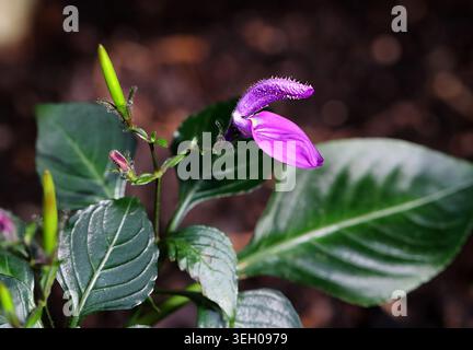 Bush Violet o African Bush Violet, Brillantaisia debilis, Acanthaceae. Camerun, Repubblica democratica del Congo e Gabon, Africa occidentale e centrale. Il Foto Stock