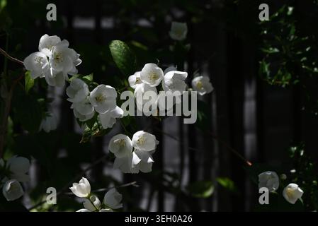 Fiori d'arancia finta (Philadelphia coronarius). Arbusto deciduo Hydrangeaceae. All'inizio dell'estate, produce delicati fiori bianchi dal profumo di arancia Foto Stock
