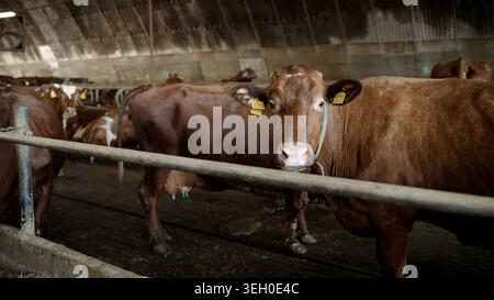 Vista ad angolo basso delle mucche da latte brune che mangiano dalla fossa in un grande fienile. Una mucca guarda la macchina fotografica. La scena rustica rappresenta l'allevamento degli animali, l'agricoltura, a. Foto Stock