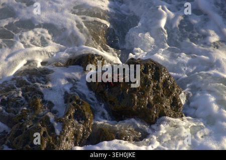 Una foto ad alto angolo di un granchio rosso vibrante seduto su una pietra vulcanica scura circondata da una schiuma marina bianca. Foto Stock