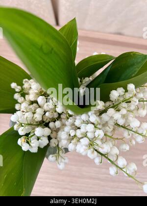 Un mazzo di piccole, fragranti gocce di neve. Foto Stock