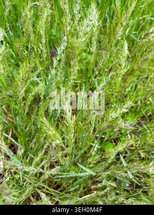 Un prato di erba verde all'inizio della primavera. Foto Stock