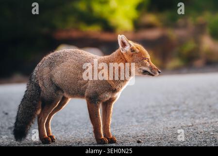 Zorro Culpeo (Lycalopex culpaeus) de cuerpo entero en luz dorada de la Patagonia chilena. Foto Stock