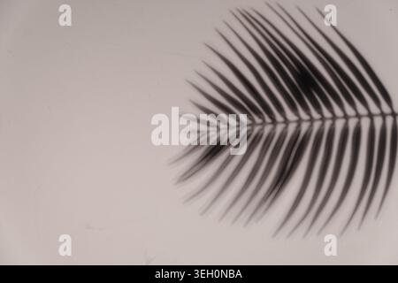 Morbida ombreggiatura della parte anteriore delle palme sfocata su una superficie neutra pallida, ideale come sfondo astratto tropicale con ampio spazio per le copie. Foto Stock