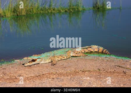 Vista di un coccodrillo del Nilo con la bocca aperta e alghe verdi sulla schiena appoggiate su una riva sabbiosa del Kruger National Park Skukuza, Mpumalanga, Sou Foto Stock