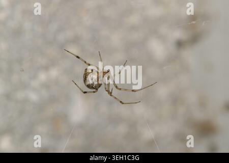 Brown Widow Spider Latrodectus geometricus arachnid web nature concetto di controllo dei parassiti. Foto Stock