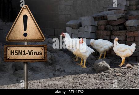 Segnale di avvertimento sul virus H5N1 vicino ai polli in un allevamento rurale di pollame Foto Stock