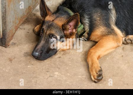 Primo piano di un cane pastore tedesco stanco sdraiato su un pavimento di cemento che sembra rilassato e tranquillo con una calma espressione emotiva che riposa tranquillamente all'aperto nea Foto Stock