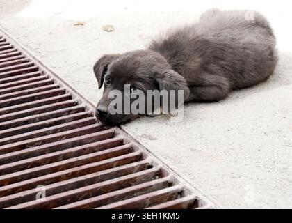 Un simpatico cucciolo nero randagio sdraiato per strada vicino alla fogna Foto Stock