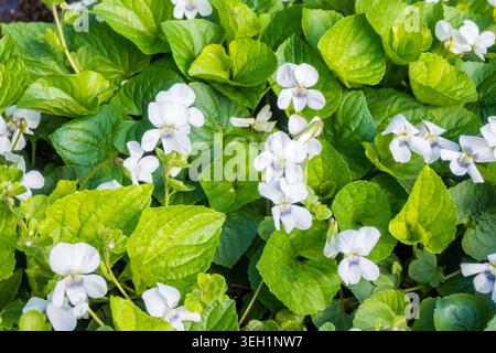 Le violette bianche crescono tra le foglie verdi lussureggianti in un giardino. Le piante mostrano i loro fiori sotto un cielo limpido. La luce del sole ne evidenzia i colori. Foto Stock