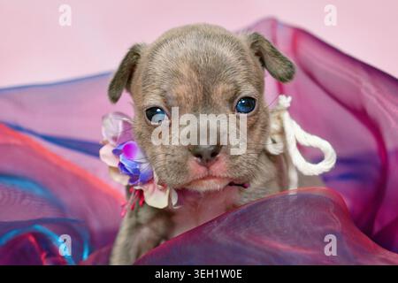 Piccolo cucciolo Bulldog francese di 3 settimane in tulle viola Foto Stock