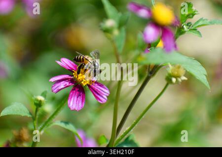 Un'ape miele asiatica su un fiore di cosmo selvaggio. Fotografato nella parte occidentale di Singapore. Foto Stock