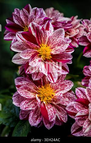 Gruppo di Dahlia a righe rosse e bianche su sfondo verde Foto Stock