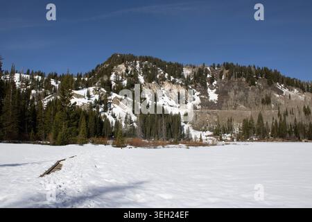 Paesaggio innevato delle montagne con foresta Evergreen Foto Stock