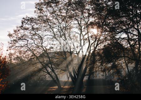 Il sole splende tra gli alberi con i raggi del sole nella foresta nebbiosa di Brevnov Foto Stock