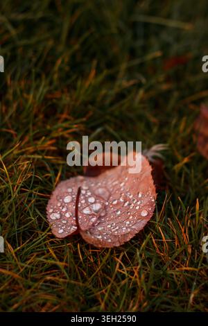 Foglie autunnali cadute ricoperte di rugiada su erba verde nel Parco Stromovka Foto Stock
