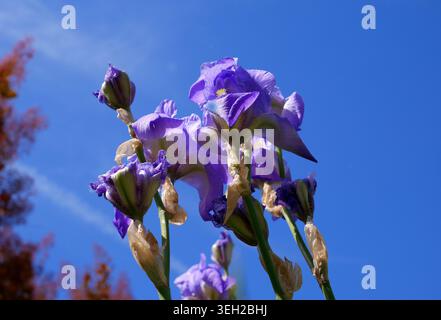 Viola Iris barbuti tedeschi, Iris germanica, contro un cielo blu, Ungheria Foto Stock