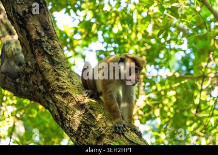 Vista di una scimmia toque macaca arroccata su un ramo di albero circondata da lussureggianti vegetazione a Jungle Beach Unawatuna, nella provincia meridionale dello Sri Lanka. Foto Stock