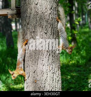 Due scoiattoli rossi con orecchie tufate scendono da uno spesso tronco di albero, prima in una foresta soleggiata. Foto Stock