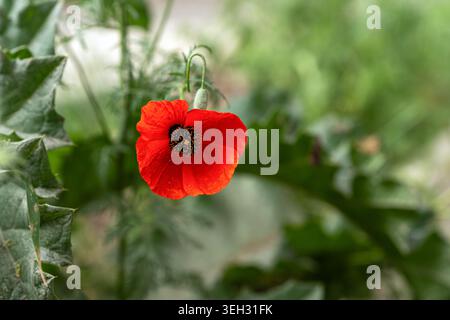 Un primo piano di alta qualità di un singolo papavero rosso (Papaver rhoeas) in fiore con un centro scuro, ripreso in un ambiente naturale all'aperto. Foto Stock