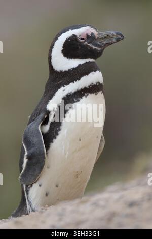 Pinguino di Magellano (Sphensicus magellanicus), primo piano ritratto selvatico, Penisola Valdez, Argentina Foto Stock