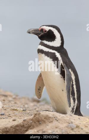 Pinguino di Magellano (Sphensicus magellanicus), primo piano ritratto selvatico, Penisola Valdez, Argentina Foto Stock