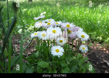 Le margherite colorate sorgono alte in un lussureggiante giardino, crogiolandosi alla luce del sole. Foto Stock