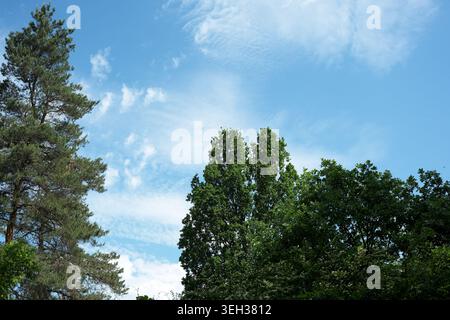 La luce del sole splende su alberi vibranti, creando un'atmosfera tranquilla e rilassante. Foto Stock