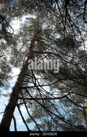 La luce del sole filtra tra i rami lussureggianti, mostrando la bellezza degli alberi alti. Foto Stock