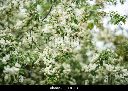 Primo piano di un melo in fiore. Primavera, stagione nella natura. Foto Stock