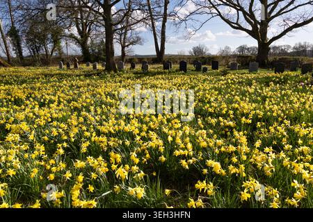 Tappeto di narcisi gialli nel cimitero di Burghclere, Hampshire, Inghilterra, Regno Unito, Europa Foto Stock