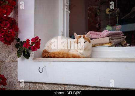 Uno zenzero e un gatto bianco aspettano su un davanzale a Hydra, in Grecia. Foto Stock