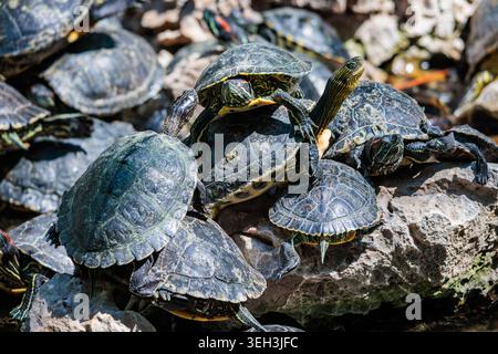 Un mucchio di tartarughe crogiolate al sole nel Giardino Nazionale di Atene, Grecia. Foto Stock