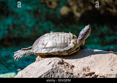 Una tartaruga solitaria crogiolata al sole nel Giardino Nazionale di Atene, Grecia. Foto Stock