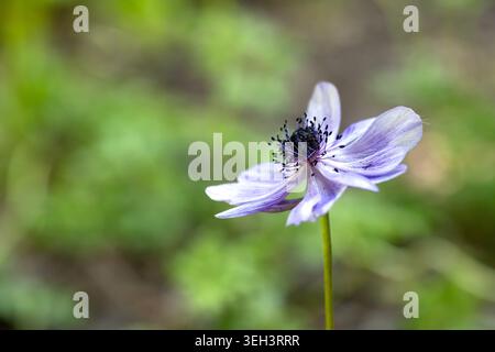 Primo piano di un vivace fiore di anemone blu con stami visibili Foto Stock