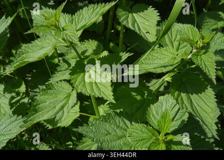 Foglie verdi fresche di ortica pungente (Urtica dioica) con bordi dentellati distintivi che crescono selvaggiamente sotto la luce solare della primavera.-up di foglie di ortica pungente verde sotto la luce solare intensa. Foto di alta qualità Foto Stock