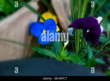 Pansy all'inizio della stagione in una giornata nuvolosa. Foto Stock